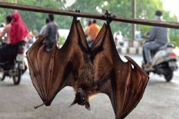 ভারতের বাদুড়ের শরীরে মিলল করোনা ভাইরাস!