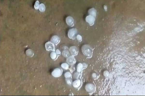 ঠাকুরগাঁওয়ে শিলাবৃষ্টিতে ফসলের ক্ষয়ক্ষতি 