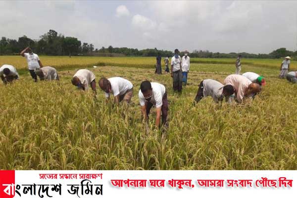 ঝিনাইদহে কৃষকের ধান কেটে দিলেন কৃষকলীগের নেতাকর্মীরা