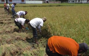 ঝিনাইদহে কৃষকের জমির ধান কেটে দিল স্বেচ্ছাসেবকলীগের নেতাকর্মীরা