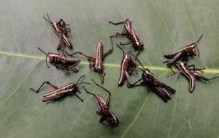 টেকনাফের পোকাগুলো পঙ্গপাল নয়, ঘাস ফড়িং প্রজাতির