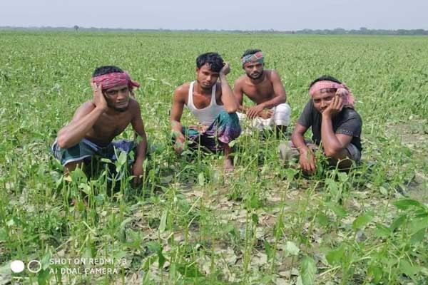 সালথায় শীলা বৃষ্টিতে পাটের ব্যাপক ক্ষতি, কৃষকের মাথায় হাত