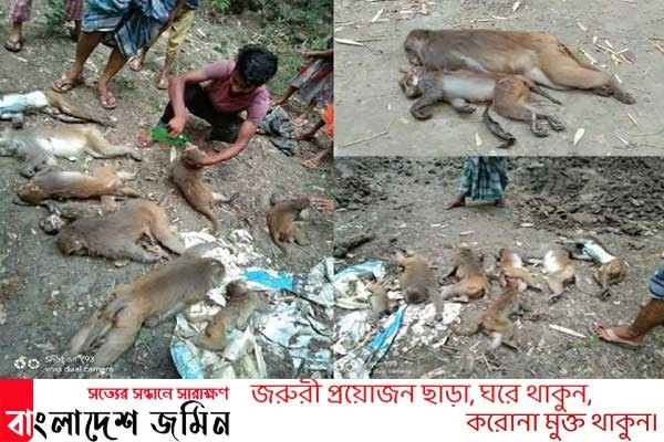 বিষ খাইয়ে মেরে ফেলা হলো ১১টি বিলুপ্ত প্রায় প্রজাতির বানর