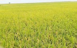 কোটালীপাড়ায় প্রান্তিক কৃষকদের ধান কাটা দিচ্ছেন ছাত্রলীগ  