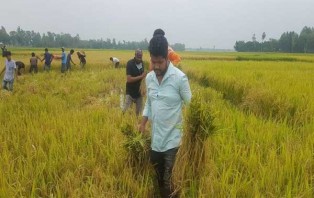 বিরামপুরে করোনা আক্রান্ত ব্যক্তির জমির ধান কেটে দিল ছাত্রলীগ