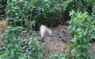 ঠাকুরগাঁওয়ে অর্ধগলিত এক নারীর লাশ উদ্ধার