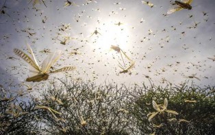 যে কারণে বাংলাদেশের পঙ্গপাল আসার সম্ভাবনা নেই