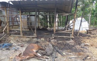 সালথায় অগ্নিকান্ডে অসহায় পরিবারের ৬ টি গরু ভস্মিভূত