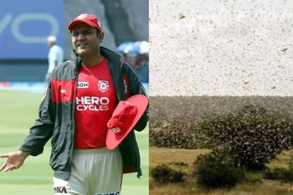 শেবাগের বাসায় পঙ্গপালের হানা