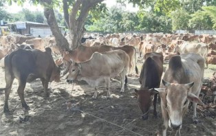 মিয়ানমার থেকে আসছে গবাদিপশু