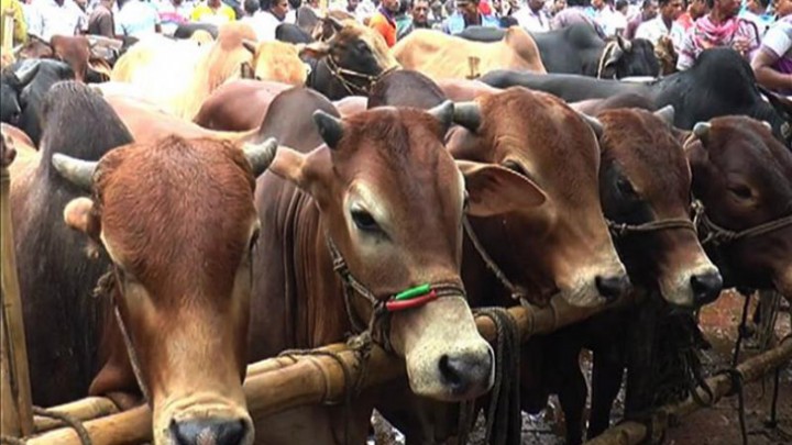 রাজধানীর সব পশুর হাটে বসছে জালনোট শনাক্তকরণ বুথ