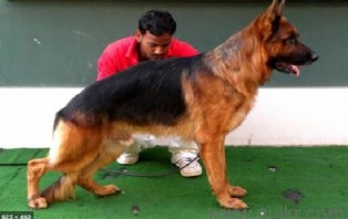 করোনায় আক্রান্তকে শনাক্ত করতে সক্ষম কুকুর?