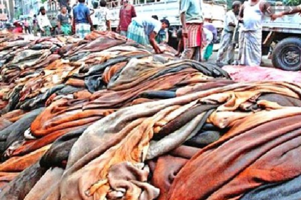 কাঁচা চামড়া রপ্তানির সিদ্ধান্ত