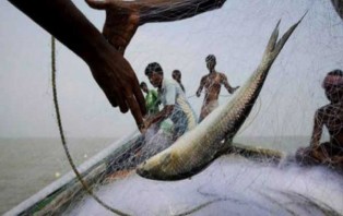 ১৪ অক্টোবর থেকে ২২ দিন ইলিশ ধরা বন্ধ