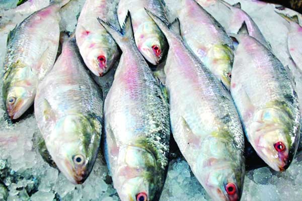 দুর্গাপূজায় ১১ দিনে ভারত গেল ৫০৩ মেট্রিক টন ইলিশ