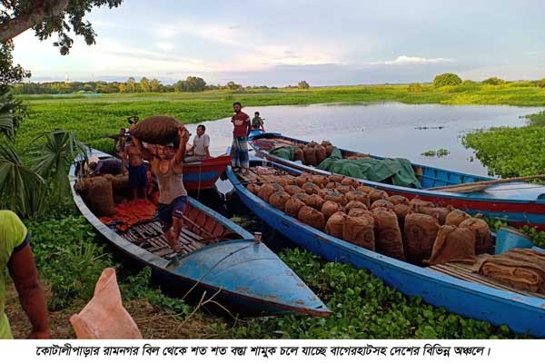 কোটালীপাড়ায় অবাধে চলছে শামুক নিধন
