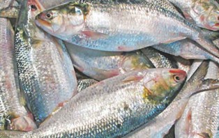 আজ মধ্যরাত থেকে ২২ দিন ইলিশ ধরা নিষিদ্ধ