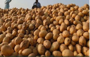 ২৫ টাকা দরে আজ থেকে আলু বেচবে টিসিবি
