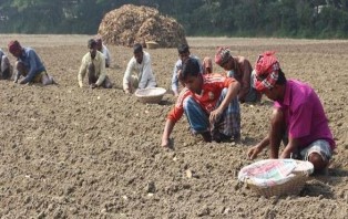 মুন্সীগঞ্জে আগাম আলু রোপণে ব্যস্ত কৃষকরা