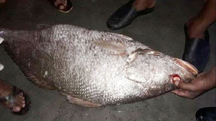 একটি মাছের দাম আড়াই লাখ টাকা!