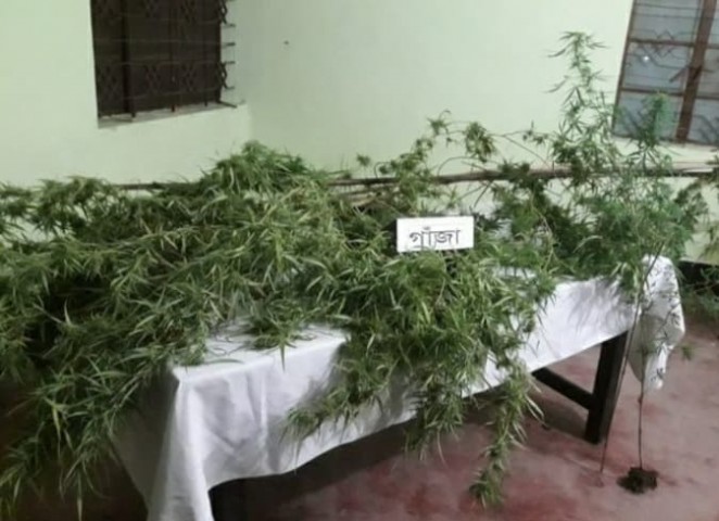 মাদারীপুরে ২ টি গাঁজা গাছসহ মাদক ব্যবসায়ী গ্রেফতার