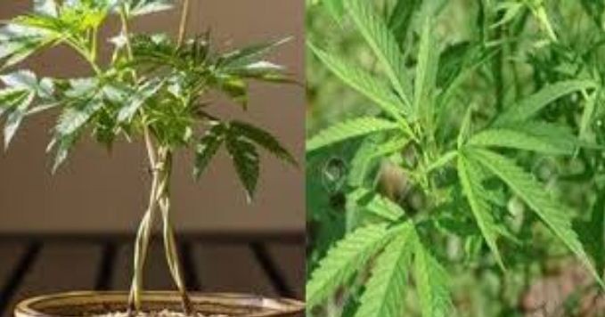 গাজা নিয়ে জাতিসংঘের গুরুত্বপূর্ণ সিদ্ধান্ত