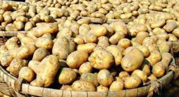 নতুন আলু কুড়িগ্রামের বাজারে