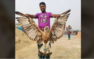 মাদারীপুরে বিলুপ্ত প্রজাতির ঈগল উদ্ধার