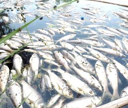 পুকুরে বিষ দিয়ে অর্ধকোটি টাকার মাছ নিধন করল দুর্বৃত্তরা