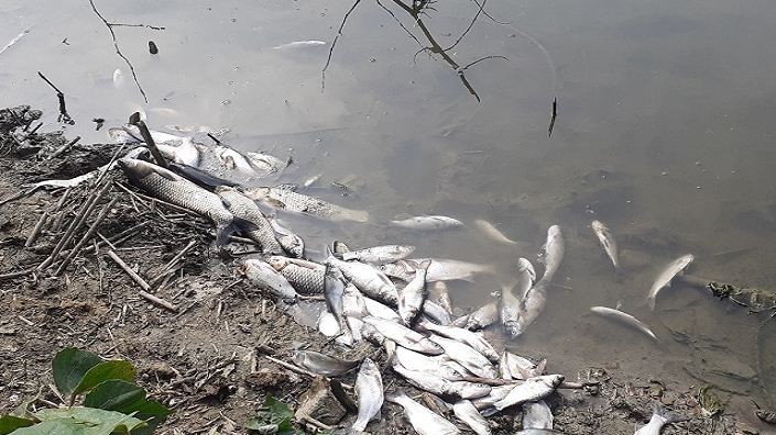 পুকুরে বিষ দিয়ে মাছ নিধন করল দুর্বৃত্তরা 