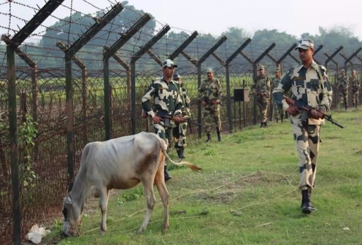 গরু পাচারে জড়িত বিএসএফ অফিসারদের বরখাস্ত ও বদলি