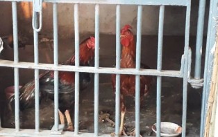 ২৫ দিন ধরে থানার লকআপে দুটি মুরগি!