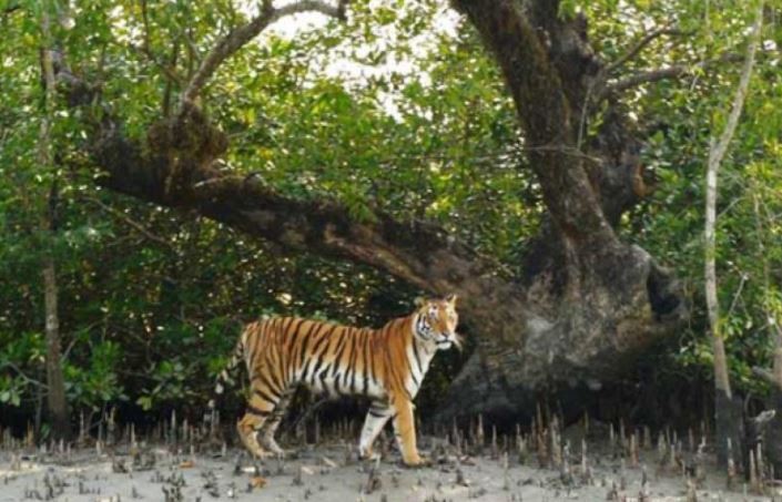 সাতক্ষীরায় বাঘের আক্রমণে মৌয়াল আহত