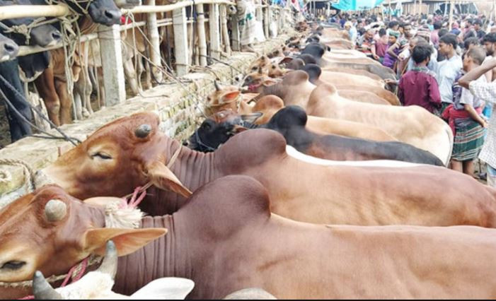 রাজধানীর ২৩ স্থানে বসবে পশুর হাট
