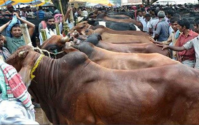 করোনা পরিস্থিতি বিবেচনায় তিন পশুর হাট বাতিল করেছে দক্ষিণ সিটি 
