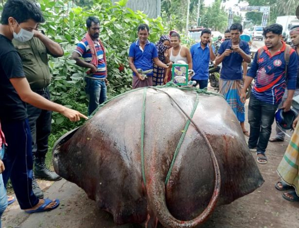 রাজবাড়ীতে জেলের জালে ১০ মণ ওজনের শাপলা মাছ