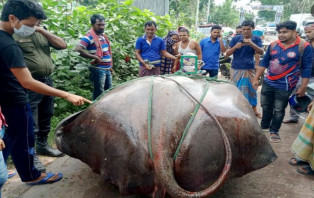 রাজবাড়ীতে জেলের জালে ১০ মণ ওজনের শাপলা মাছ