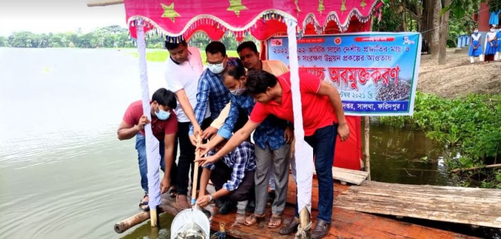 সালথায় দেশিও প্রজাতির পোনামাছ অবমুক্তকরণ