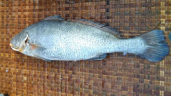 সাড়ে ১৩ কেজির ভোল মাছ বিক্রি হলো এক লাখ ৮ হাজার টাকা