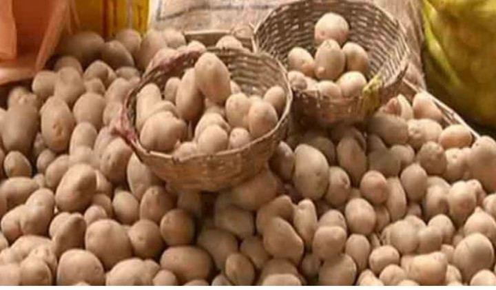 আগাম আলুর দরপতনে লোকসানে চাষিরা, কেজি ৮ টাকা
