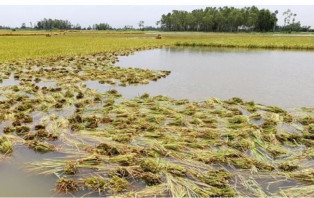 নাসিরনগরে পানির নিচে ৪০ হেক্টর জমির ধান 