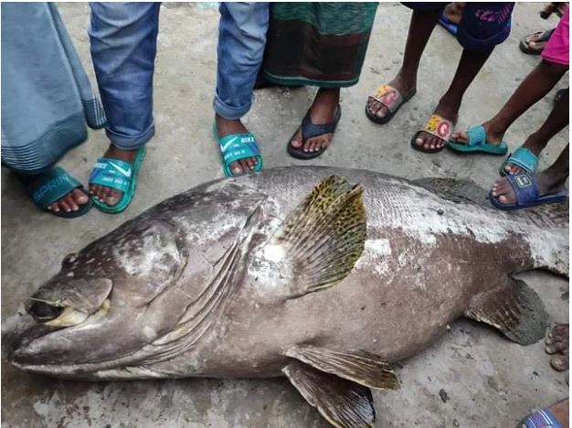 সেন্টমার্টিনে জালে ধরা পড়ল দেড়শ কেজি ওজনের বোল মাছ