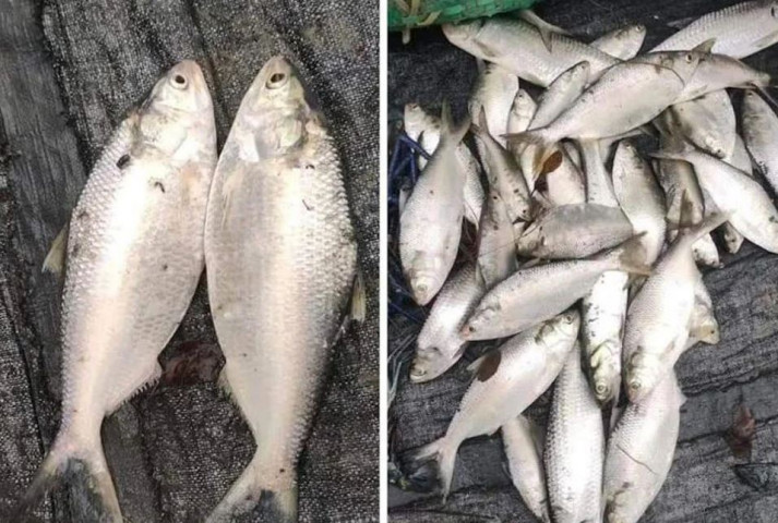 হাতিয়ার নিঝুমদ্বীপে পুকুরে মিললো ৩৫ ইলিশ