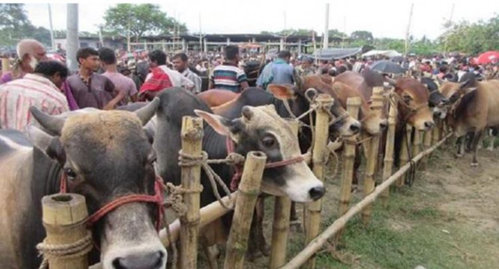 রাজধানীর ১৯ স্থানে বসবে পশুর হাট