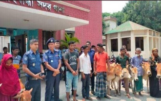 গাইবান্ধায় ৭টি গরু উদ্ধার, ৩ গরু চোর গ্রেফতার