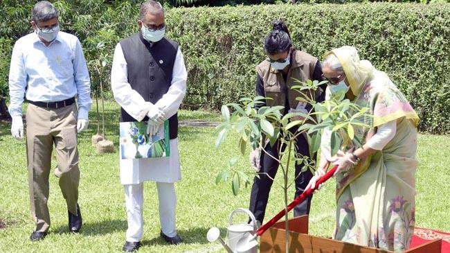গণভবনে গাছ লাগালেন প্রধানমন্ত্রী