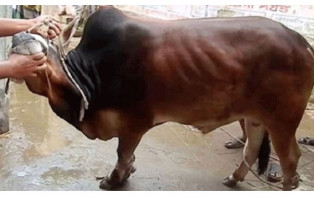 ঈদের দ্বিতীয় দিনেও রাজধানীতে পশু কোরবানি