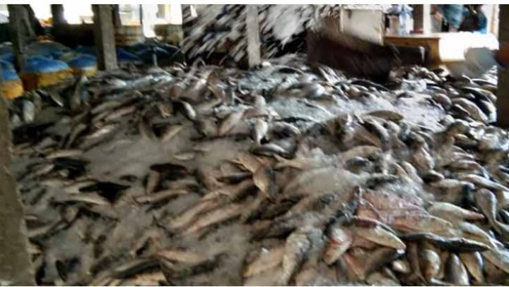 এক ট্রলারেই ৭৫ মণ ইলিশ, বিক্রি ১৮ লাখে
