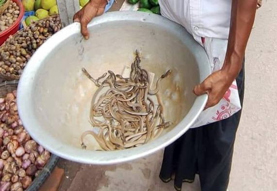 ফরিদপুরে অর্ধশতাধিক গোখরা সাপের বাচ্চা উদ্ধার
