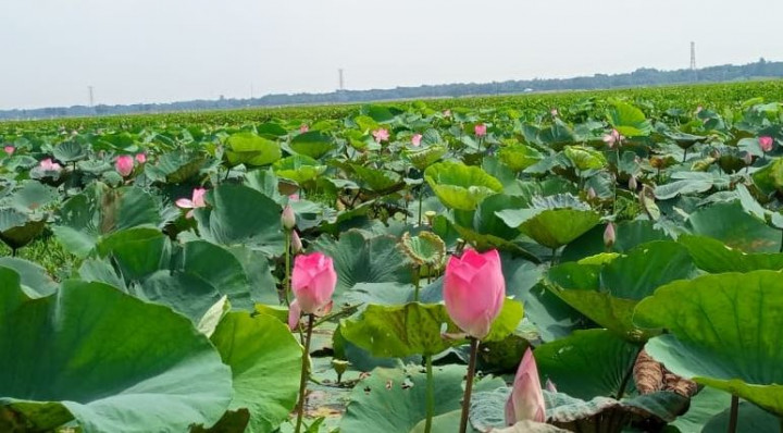 চাপাইবিলের পদ্মফুলের সৌন্দর্যে মুগ্ধ দর্শনার্থীরা